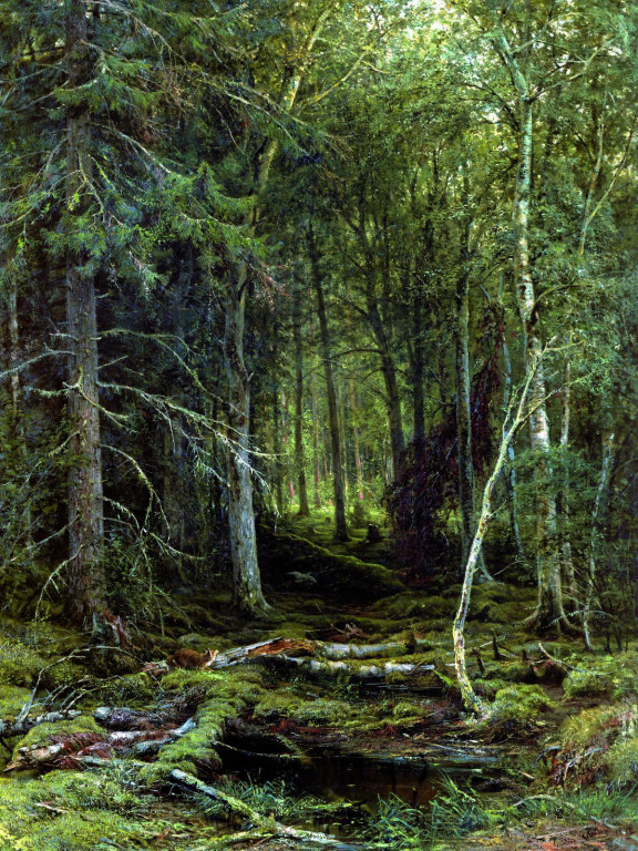 Лесная глушь.