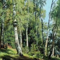 Березовая роща.