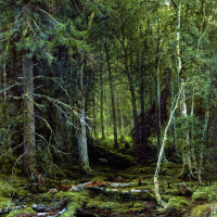 Лесная глушь.